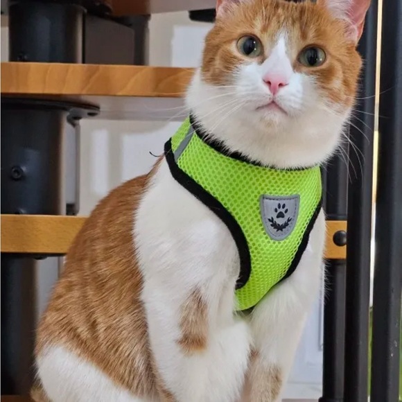 🔥 Cat Harness Vest Walking Lead Leash - Picture 3 of 3